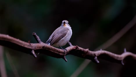 Camera-zooms-out-while-this-bird-wags-its-tail-up-and-down-perched-on-a-vine-in-the-dark-of-the-forest,-Red-throated-Flycatcher-Ficedula-albicilla,-Thailand