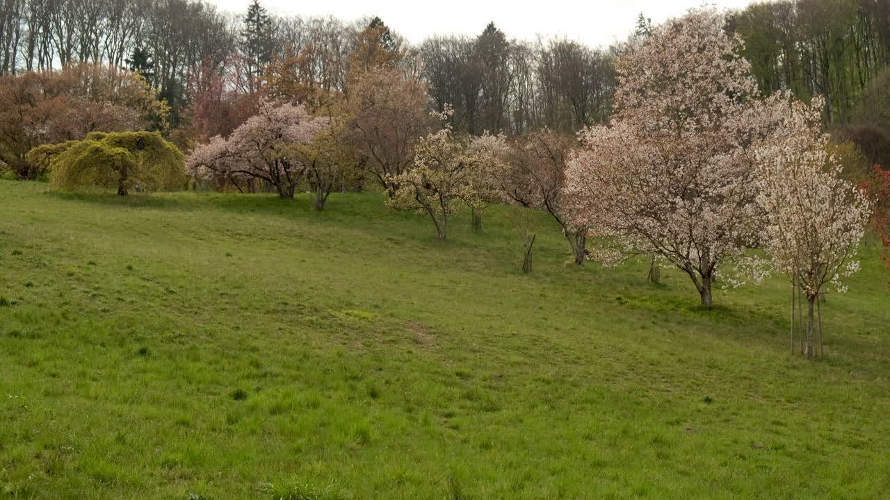 스위스 오본느 수목원의 아름다운 푸른 초원