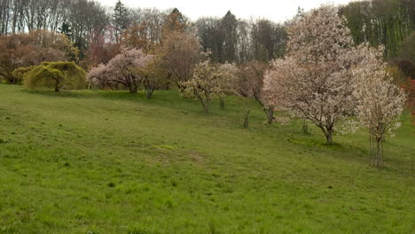 hermoso prado verde en el arboreto de aubonne, suiza