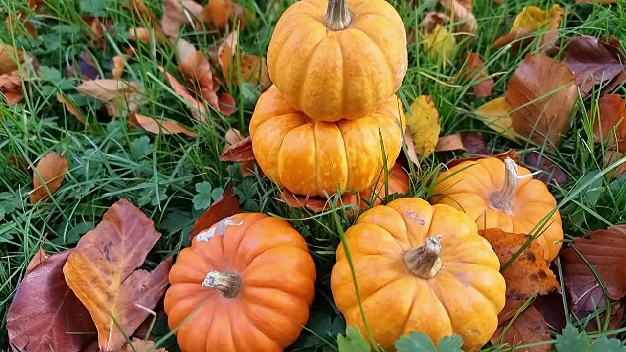 variedad de calabazas en miniatura apiladas en el césped del jardín rodeado de coloridas hojas de otoño