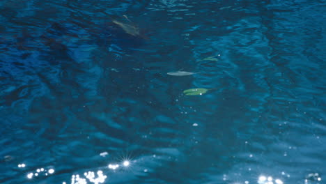 Agua-Azul-Con-Pequeñas-Olas-Y-Ondas-En-Cámara-Lenta