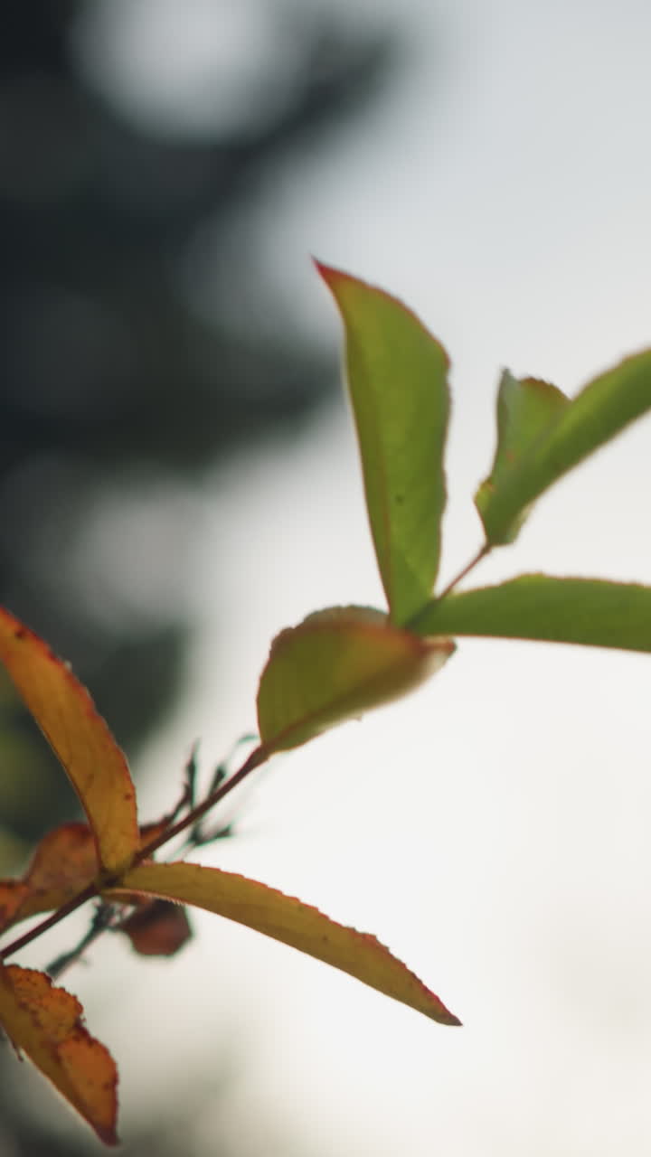primer plano de hojas de otoño verdes y doradas vibrantes balanceándose suavemente en el viento, iluminadas por la suave luz del sol, una escena de naturaleza serena y pacífica con un fondo borroso