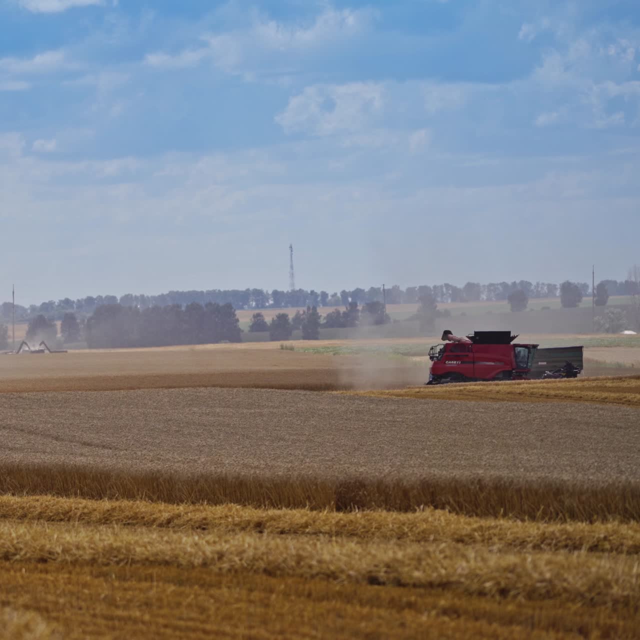 Combine harvesting wheat