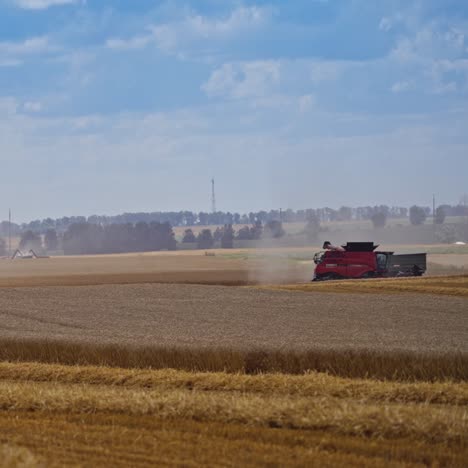 combine harvesting wheat