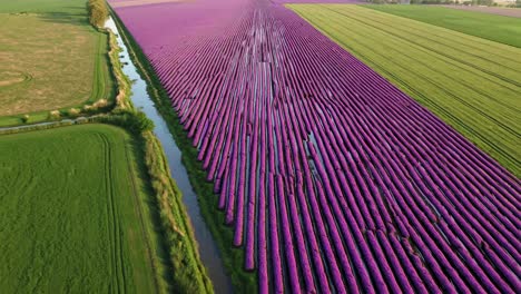 aerial view of a purple flower field