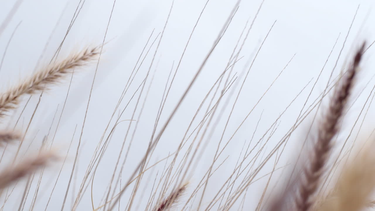 orejas de hierba en el viento