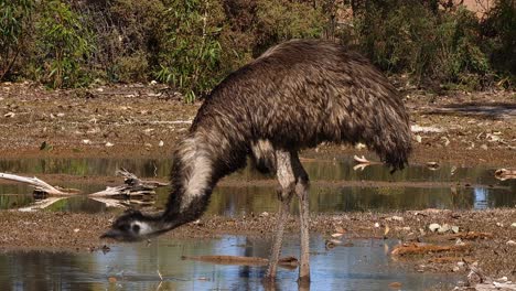 an australian emu walks and drinks in a pond 1