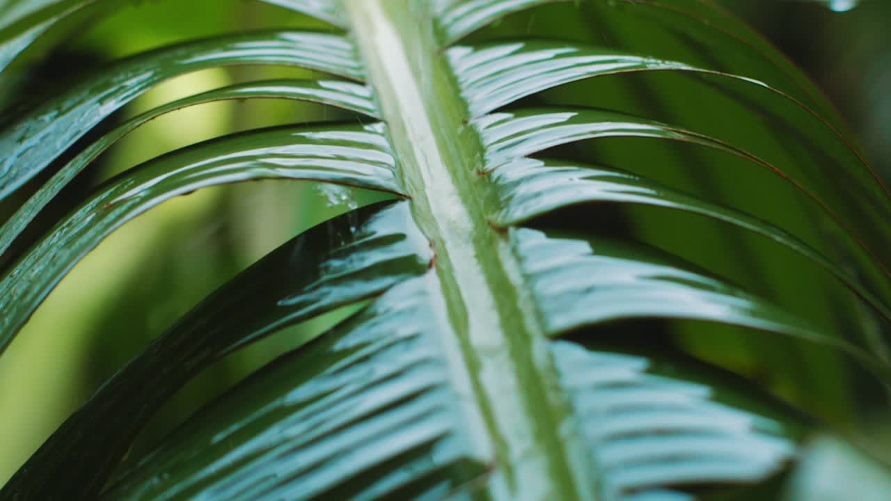 incline hacia abajo las gotas de lluvia en la hoja verde en la selva tropical