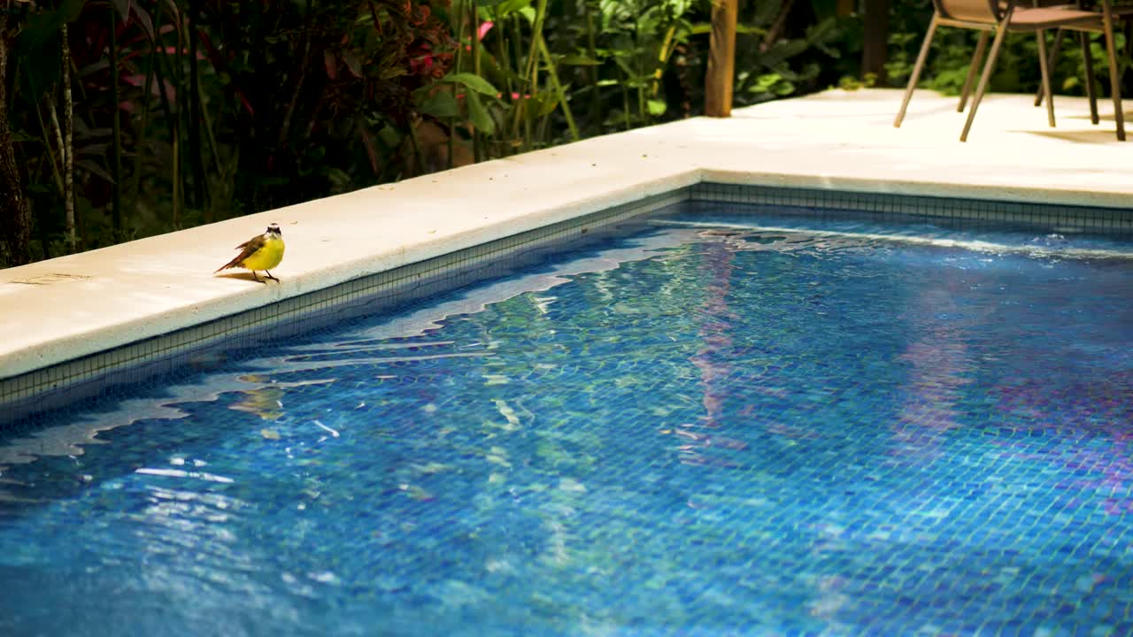 En rusttyran sidder på kanten af en blå swimmingpool og pudser sine fjer. Fredfyldt tropisk scene med frodige planter i baggrunden, detaljeret dyrelivsadfærd i filmisk slowmotion