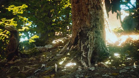el bosque primitivo con suelo de musgo
