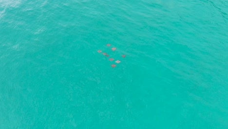 Vista-Aérea-De-Un-Grupo-De-Rayas-águila-En-Las-Aguas-Turquesas-Del-Océano-índico-En-Praslin,-Seychelles