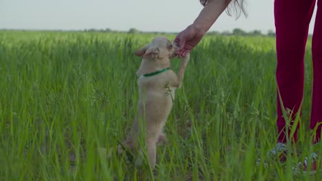 Orbital-shot-of-unrecognizable-young-woman-giving-a-treat-to-her-chihuahua-dog-pet-in-the-middle-of-a-grassland