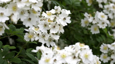 a blooming multi-flower rose bush in the spring