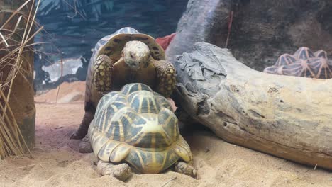 2 star tortoise on top of each other in enclosure