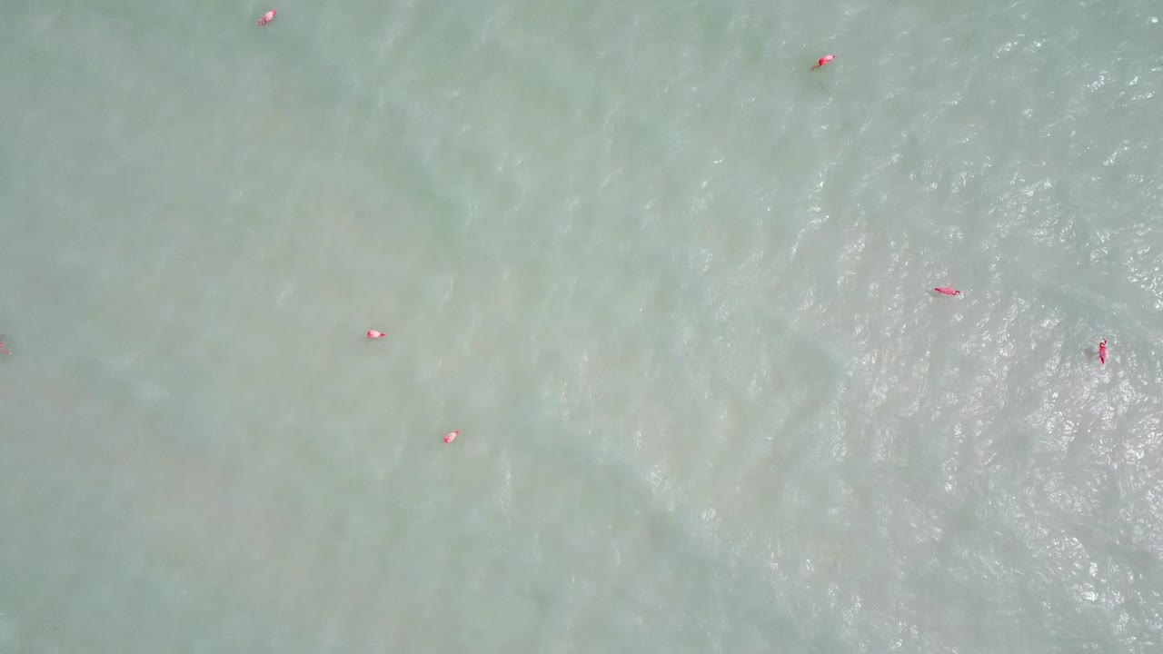 Aerial view of flamingos in the crystal clear waters of Punta Mosquito, Holbox Island.
