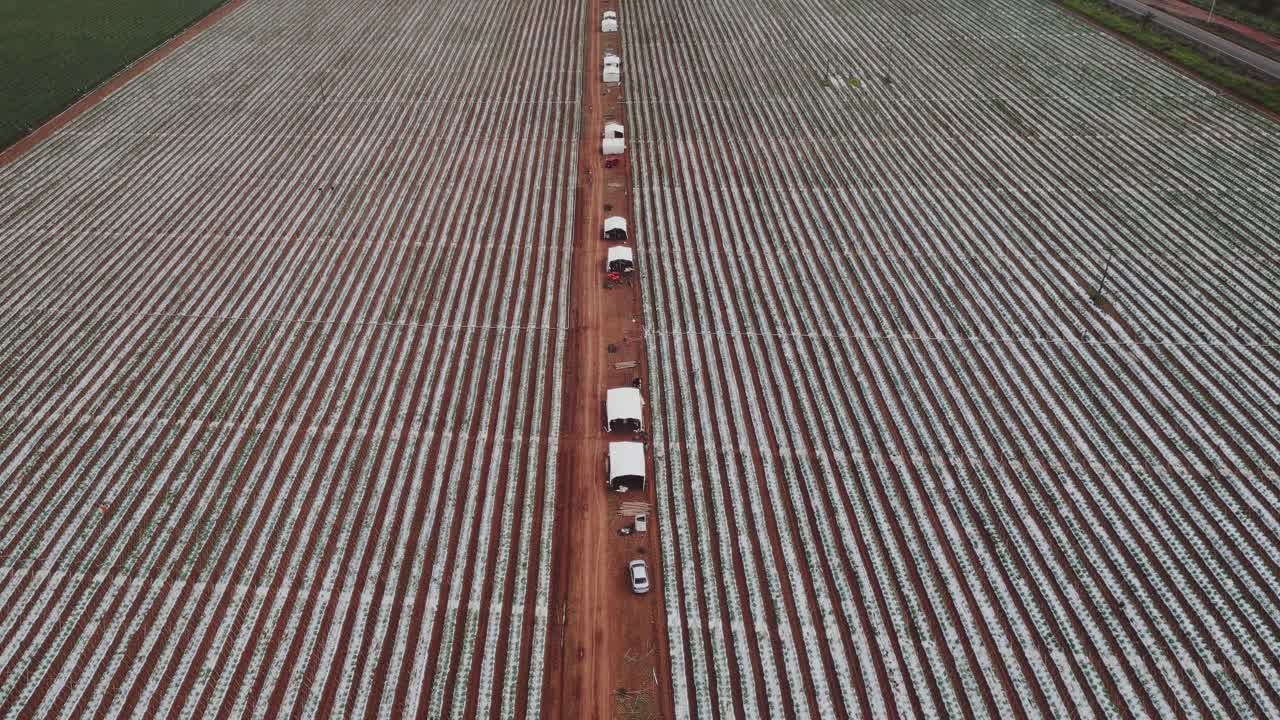 Aerial view of plastic mulch strawberry (fragaria × ananassa) fields with raised beds and drip irrigation in Formosa, Goiás, Brazil, showing large-scale agribusiness layout and logistics corridor, dro