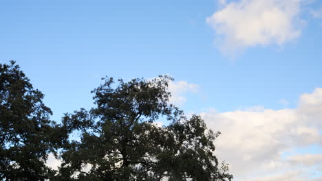 Trees-Against-Blue-Sky-With-Fluffy-Clouds-And-Rainbow-In-Summer