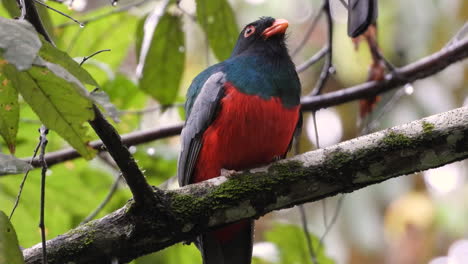 slaty-tailed trogon is found in panama and northern south america