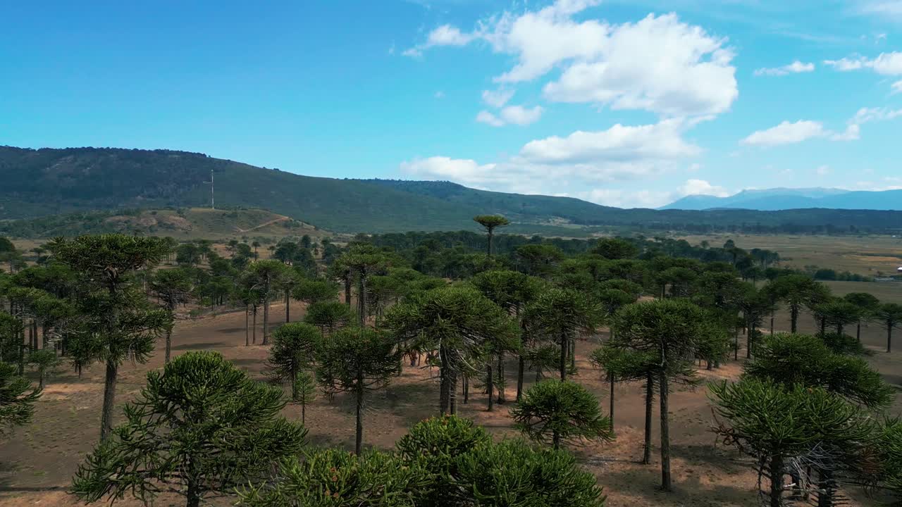 Drone terbang di atas hutan araucaria asli dengan lembah terbuka dan pegunungan. Lonquimay, Chili