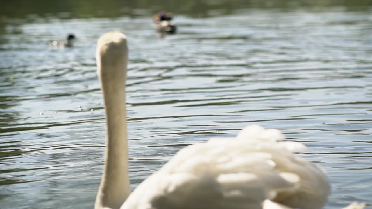 cisne blanco nadando en el lago
