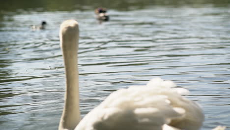 white swan swimming in the lake