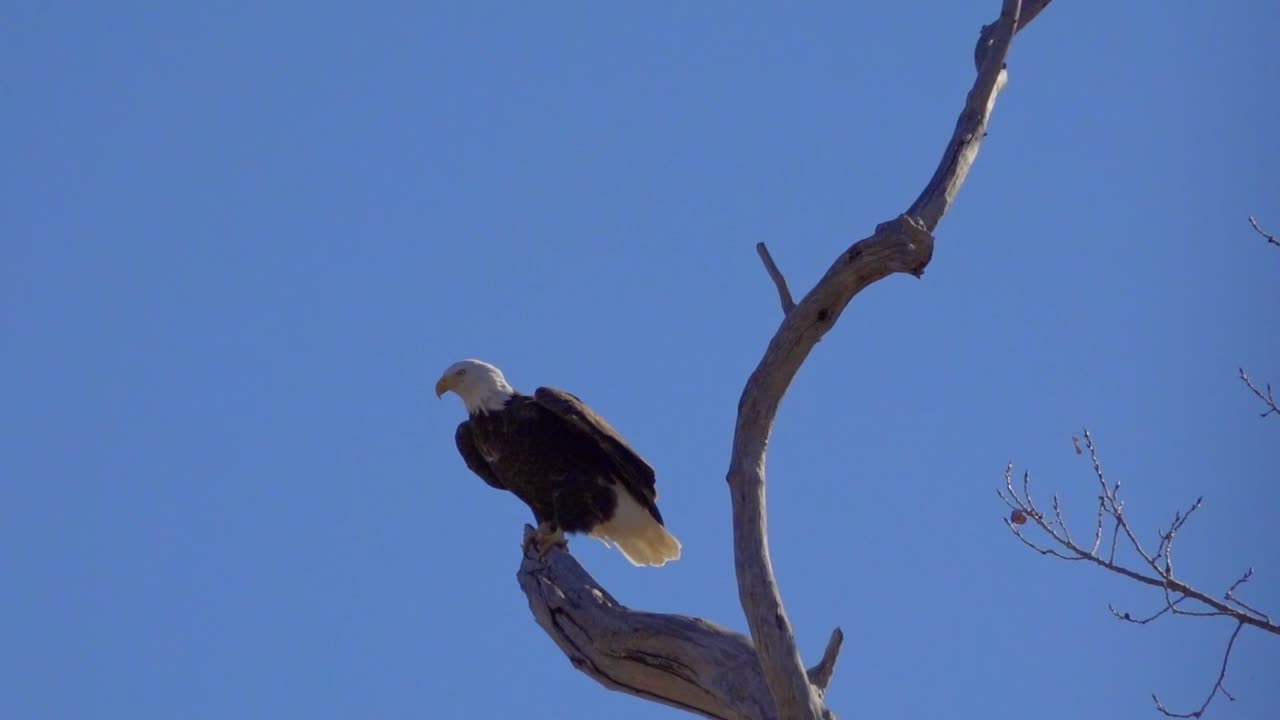 An American bald eagle takes flight captured in slow motion 