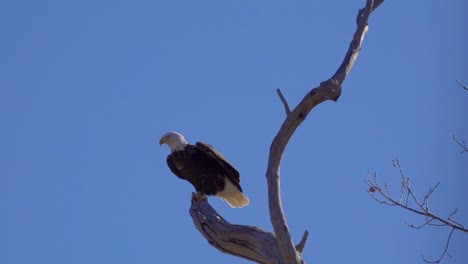 Un-águila-Calva-Americana-Toma-Vuelo-Captada-En-Cámara-Lenta.