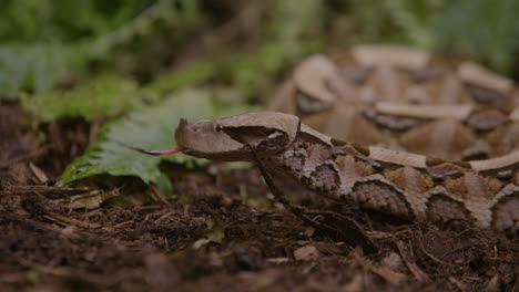 cerca de la víbora gaboon en el fondo del bosque