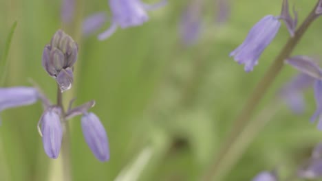 bluebell flowers growing in woodland