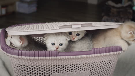 Funny-kittens-peeking-out-of-the-basket