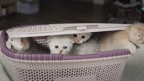 funny kittens peeking out of the basket