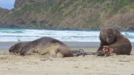 Dos-Leones-Marinos-De-Nueva-Zelanda-En-Una-Playa-De-Arena