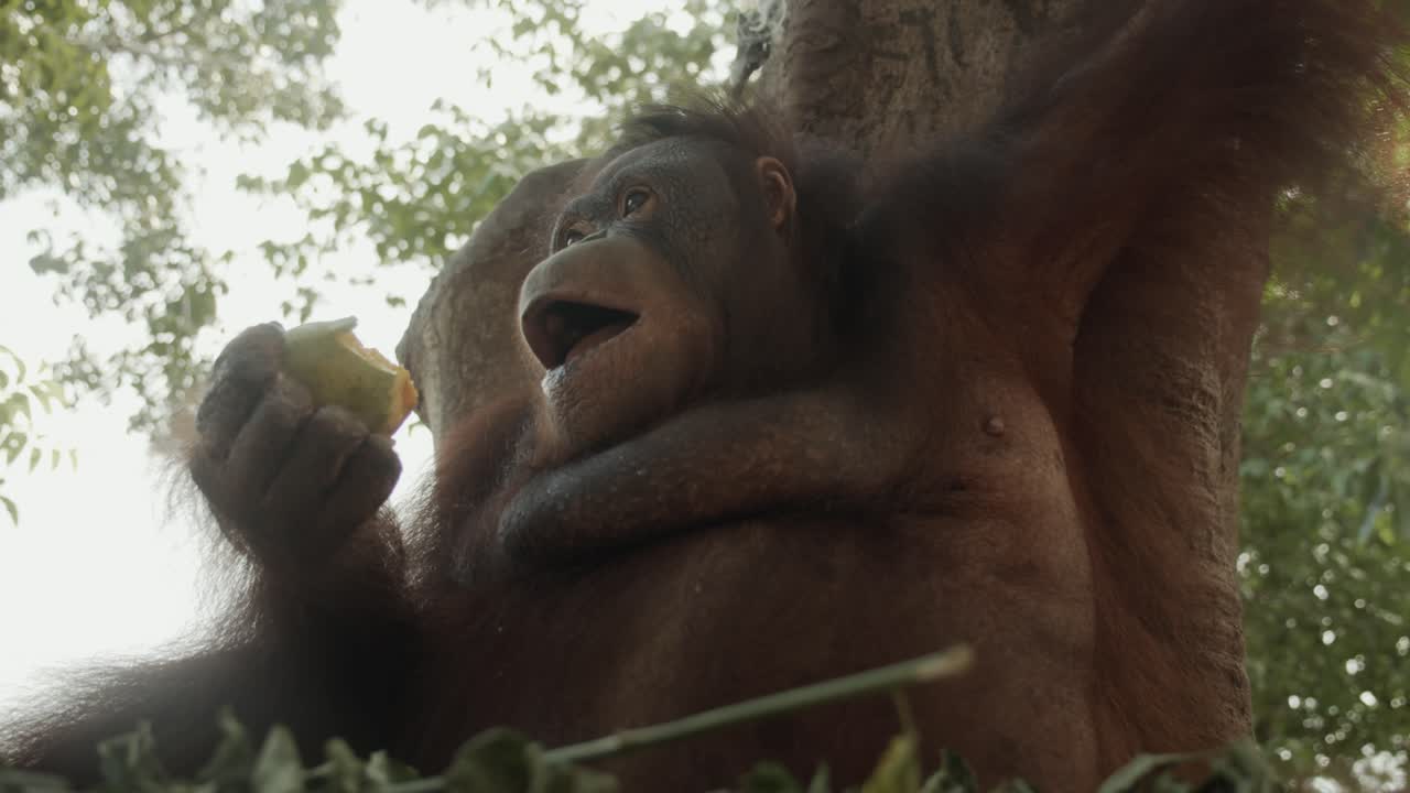 Un orangutan sta mangiando della frutta, probabilmente mango, in cima all'albero