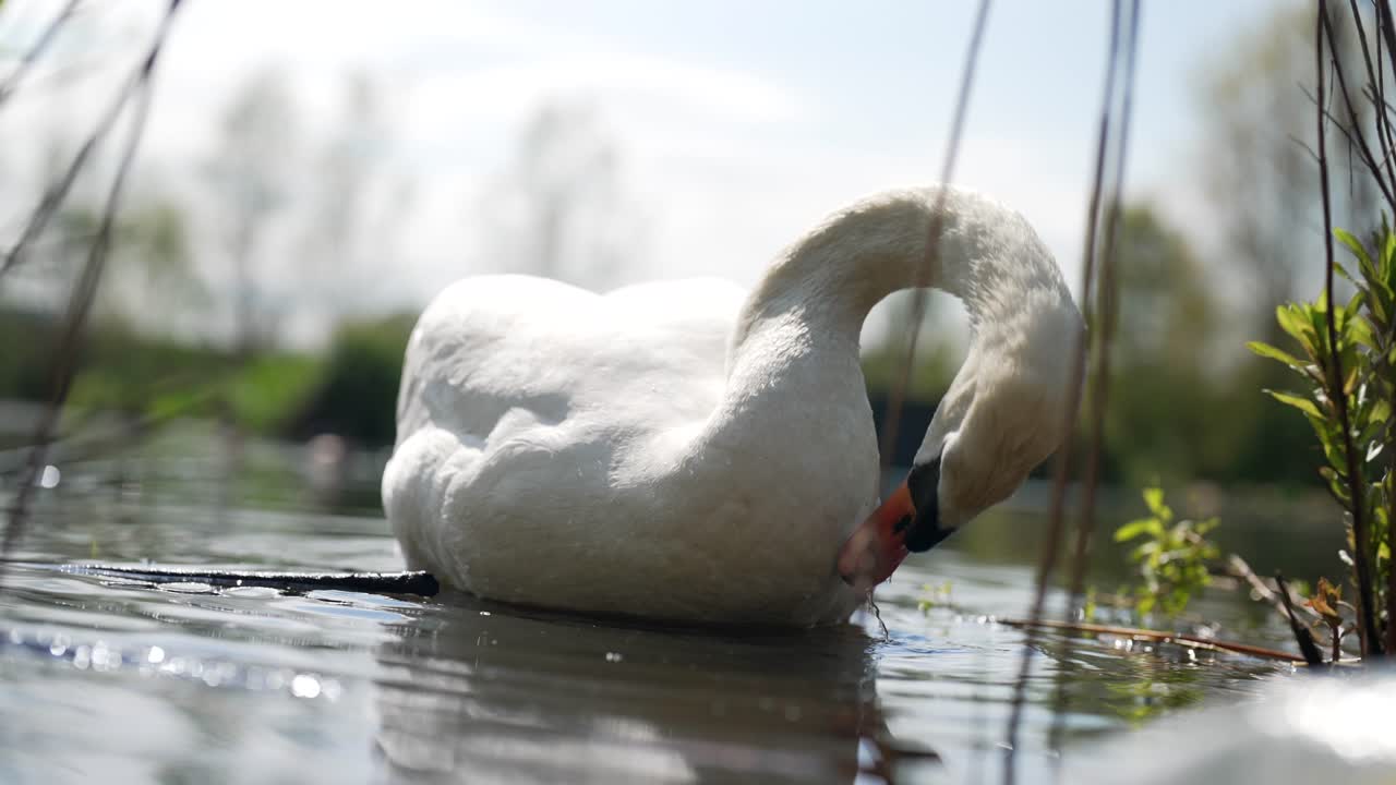 cámara lenta de cerca clip del nivel del agua de un cisne mudo adulto blanco flotando en un lago de agua dulce y arreglando las plumas