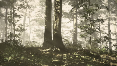 la luz del sol se filtra a través de los árboles en un bosque tranquilo al amanecer