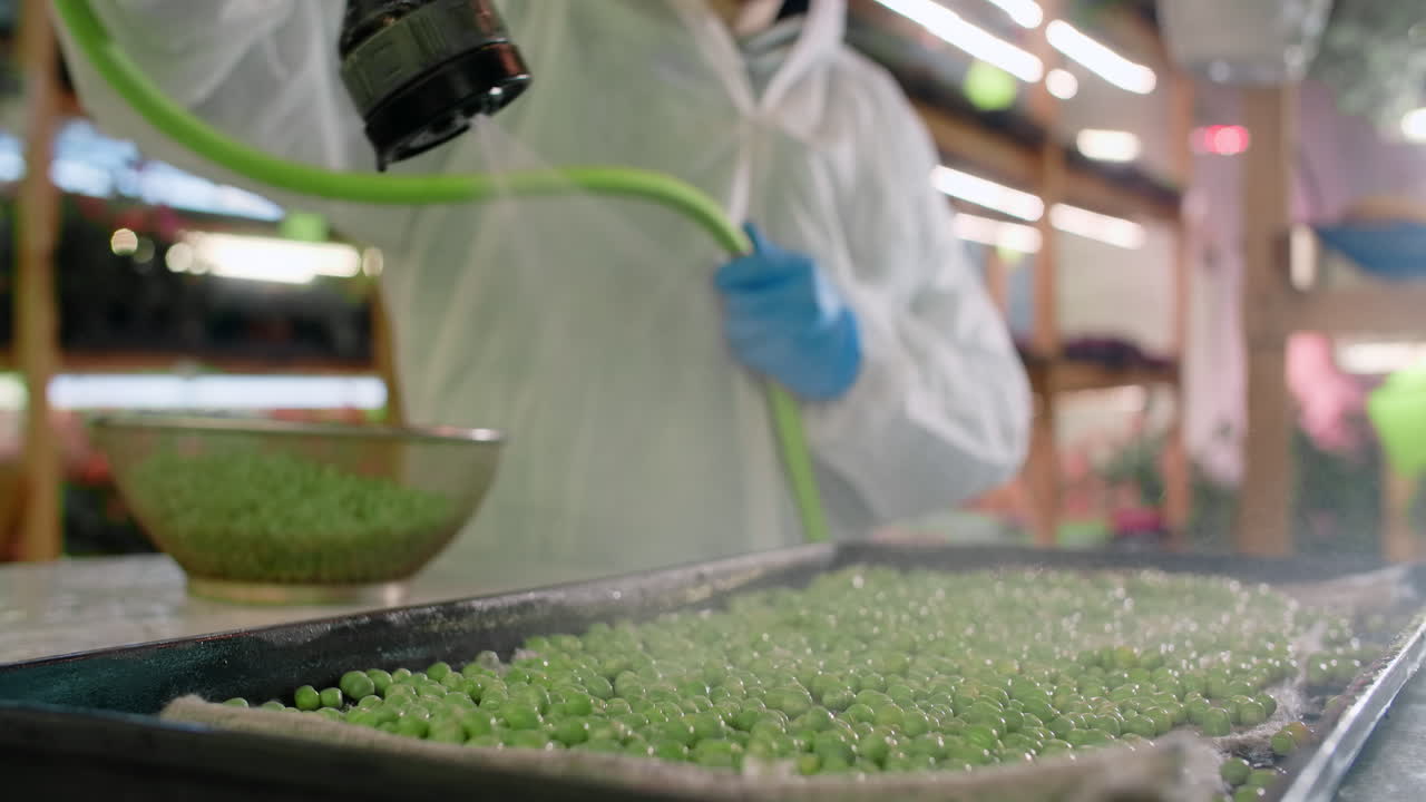 Watering Pea Seedlings in a Greenhouse