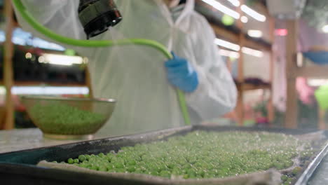 watering pea seedlings in a greenhouse