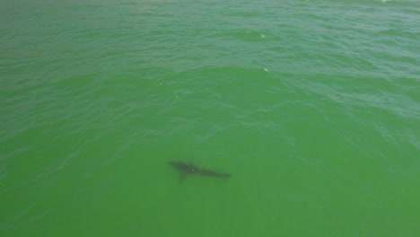 An-Vista-Aérea-Over-A-California-Beach-With-A-Great-White-Tiburón-Swimming-Offshore-4