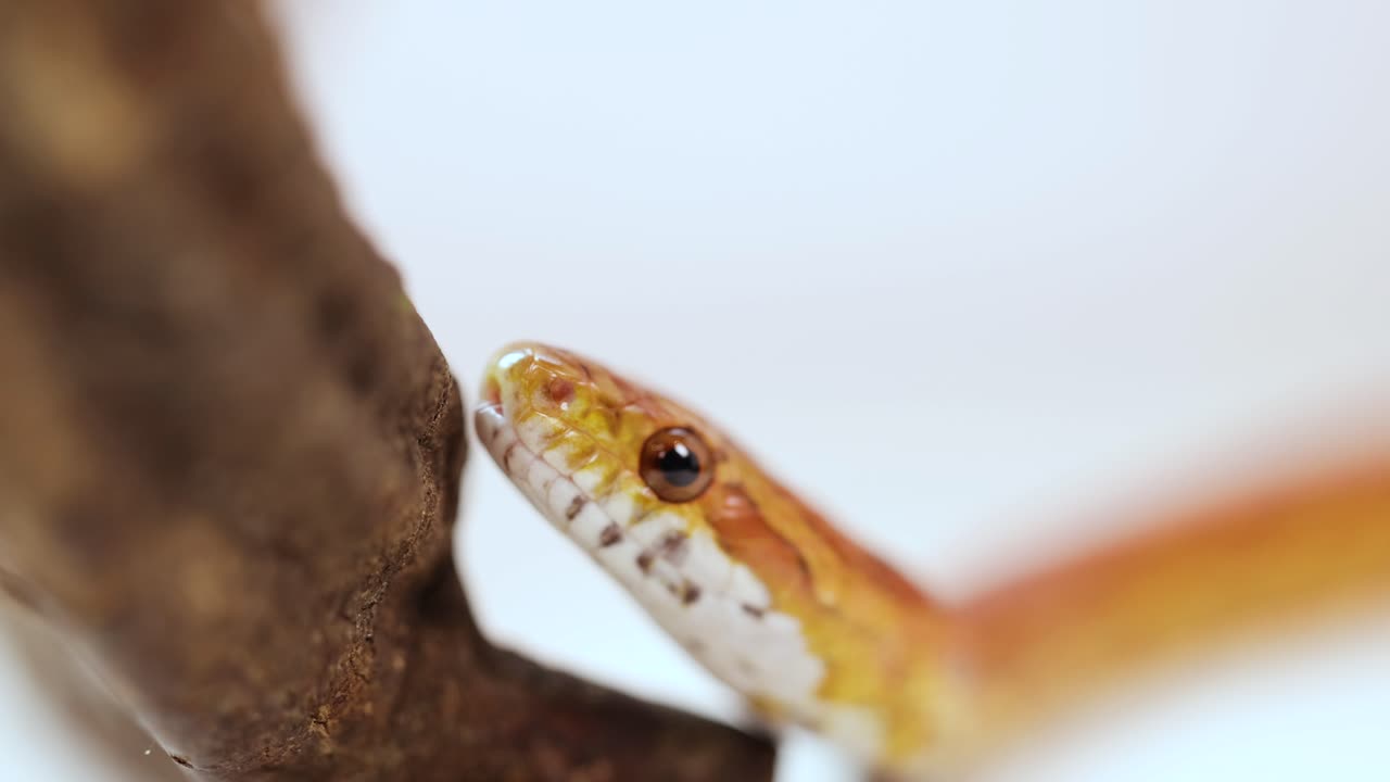 A corn snake moves around a branch in a well-lit, close-up setting, showcasing its vibrant colors and curious behavior