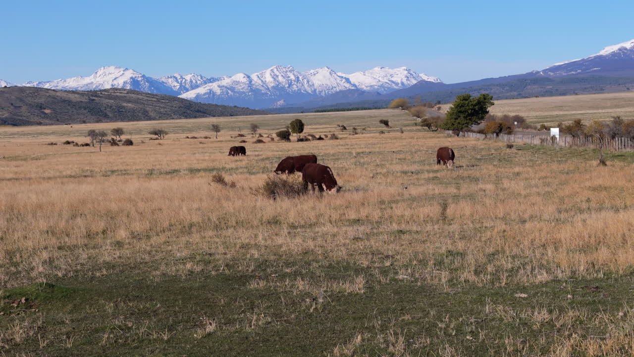 A serene field in Esquel, Argentina, with grazing cows and snowy mountain backdrop