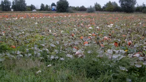 Toma-Panorámica-Extra-Amplia-De-Calabazas-Que-Crecen-En-Un-Campo-De-Agricultores