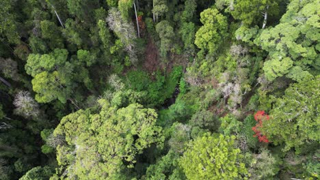 Descubriendo-Un-Pozo-Secreto-Para-Nadar-En-La-Naturaleza-Escondido-En-Lo-Profundo-De-Un-Exuberante-Entorno-De-Selva-Tropical