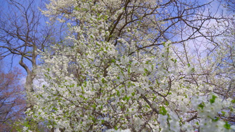 close-up of branches covered with flowering colors