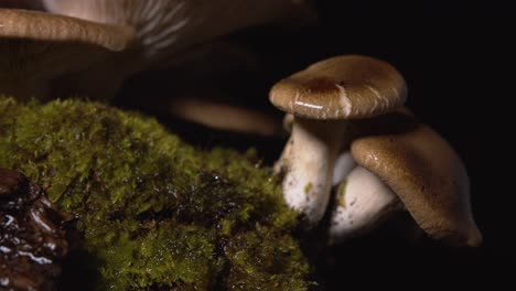 Close-up-of-small-wet-homegrown-mushrooms-dripping-on-black-background