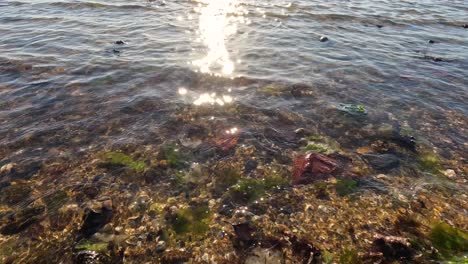 sunlit waves washing over seaweed-covered shore