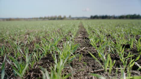 young grains growing on field