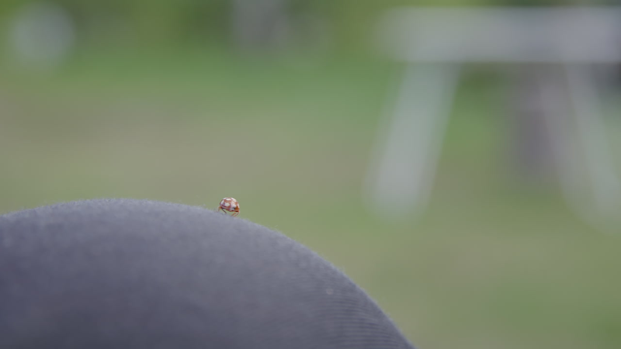 Ladybug preparing for flight on person's knee with wings fully extended against blurred green outdoor backdrop. Before it flies away and out of frame.