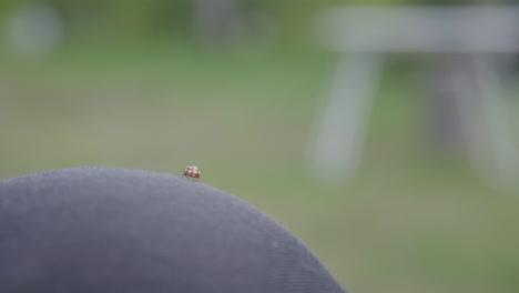ladybug preparing for flight on person's knee with wings fully extended against blurred green outdoor backdrop. before it flies away and out of frame.