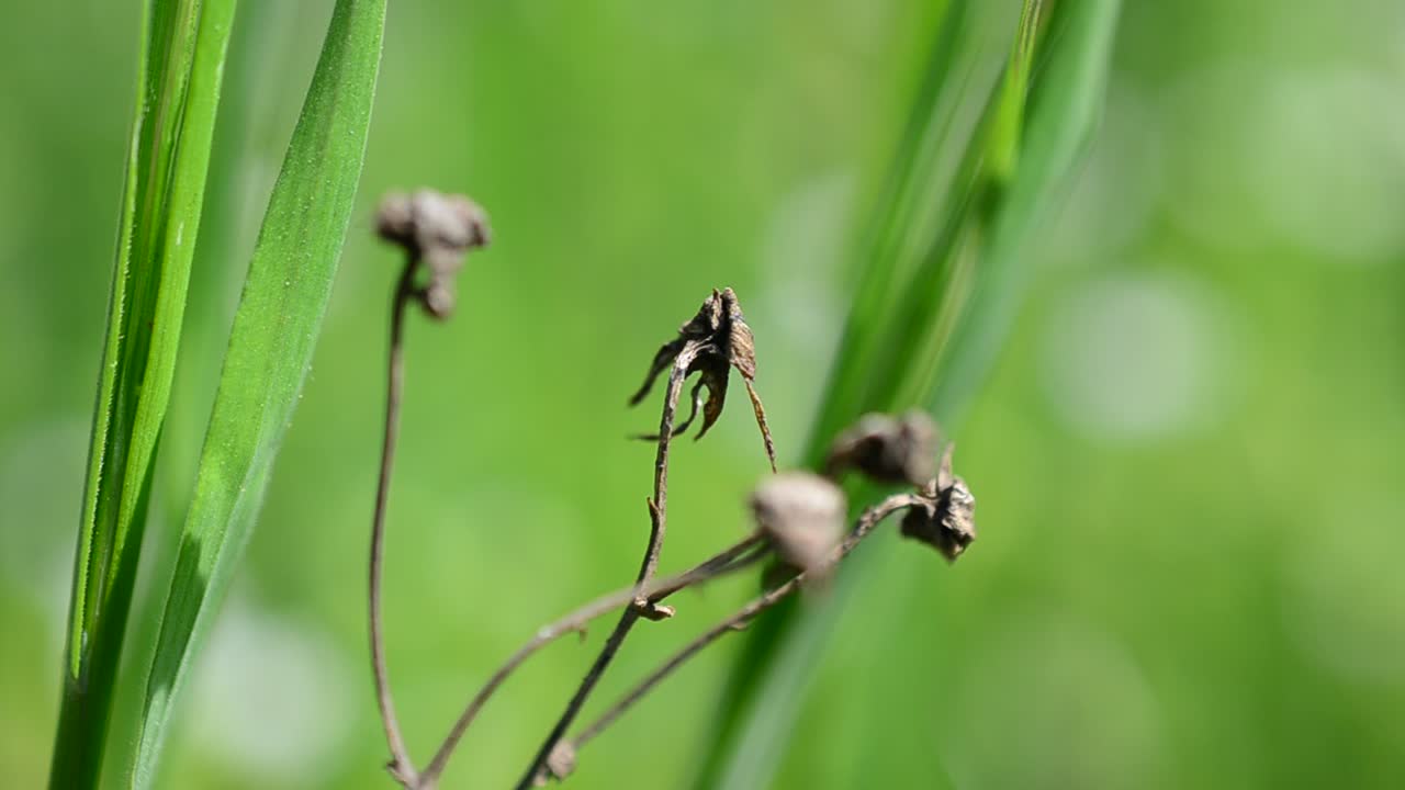 Lo scatto è più fresco dell'erba verde
