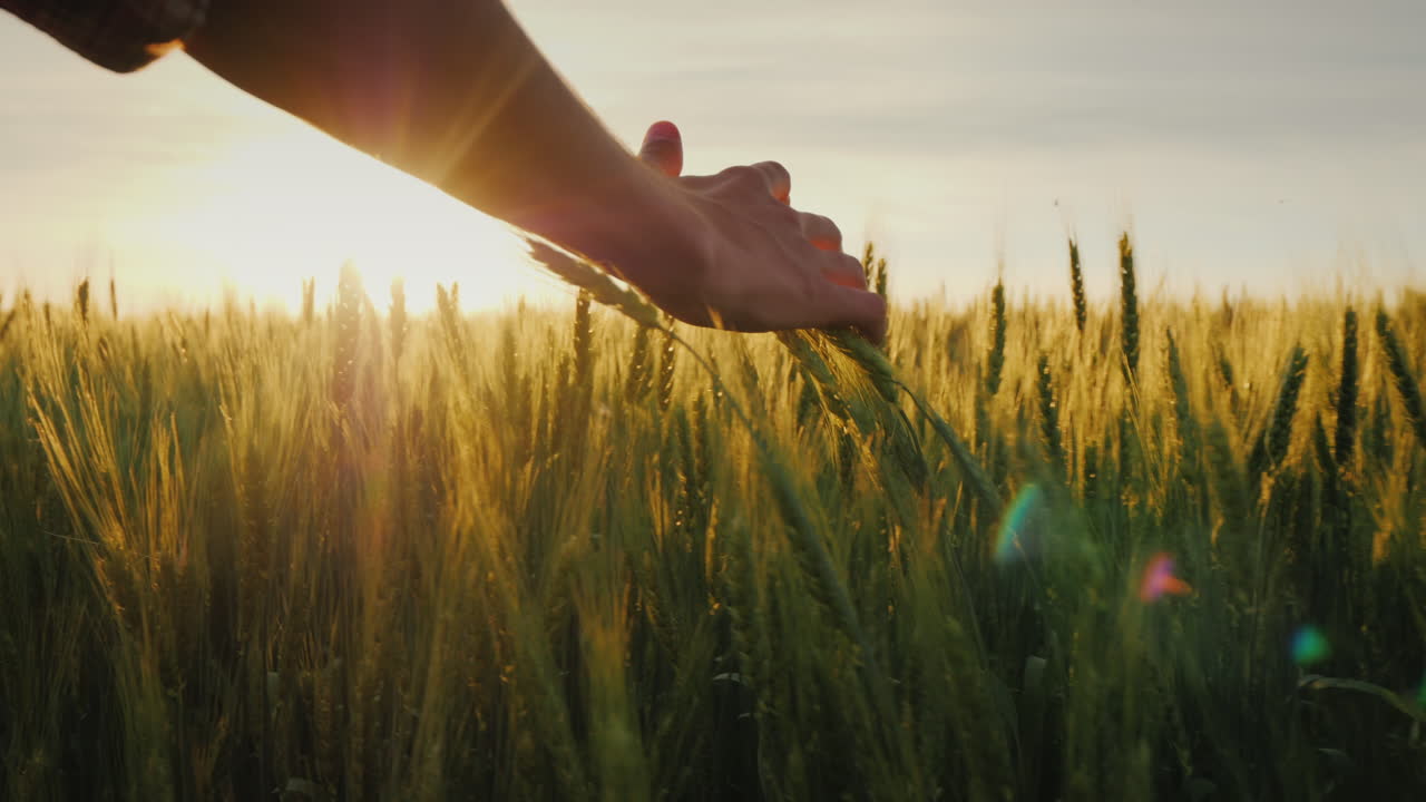 농부들은 석양에 밀 이삭을 손으로 쓰다듬는다